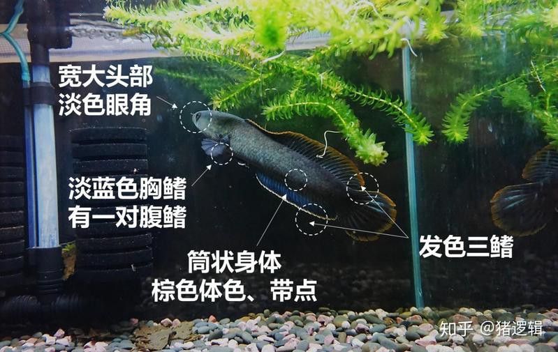 彩虹雷龍魚好看嗎圖片