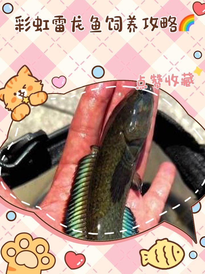 彩虹雷龍魚好看嗎圖片