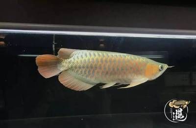 滕州金龍魚水族館電話（滕州金龍魚水族館的電話信息是什么？）