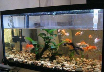紅龍魚用什么燈：紅龍魚的燈具選擇