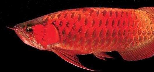 什么叫星點龍魚呢（星點龍魚是一種屬于亞洲骨舌魚科(osteoglossidae)中的淡水魚類） 什么叫星點龍魚呢（星點龍魚是一種屬于亞洲骨舌魚科(osteoglossidae)中的淡水魚類） 龍魚百科 第1張