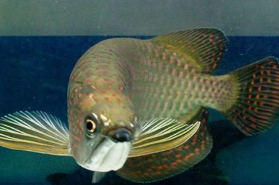 什么叫星點龍魚呢（星點龍魚是一種屬于亞洲骨舌魚科(osteoglossidae)中的淡水魚類） 什么叫星點龍魚呢（星點龍魚是一種屬于亞洲骨舌魚科(osteoglossidae)中的淡水魚類） 龍魚百科 第3張