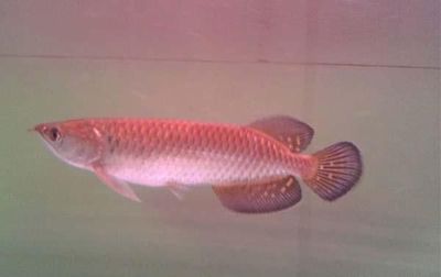 什么叫星點龍魚呢（星點龍魚是一種屬于亞洲骨舌魚科(osteoglossidae)中的淡水魚類） 什么叫星點龍魚呢（星點龍魚是一種屬于亞洲骨舌魚科(osteoglossidae)中的淡水魚類） 龍魚百科 第4張