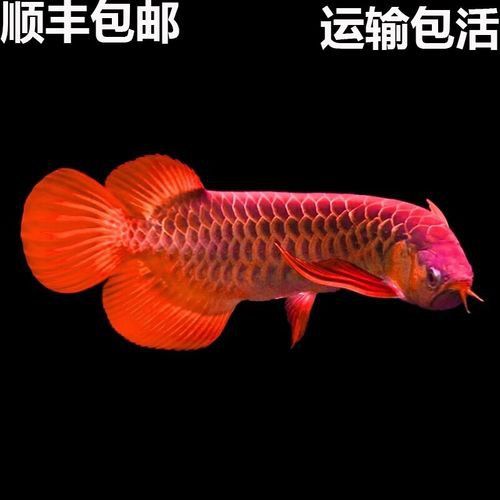 紅龍魚的圖片大全高清視頻