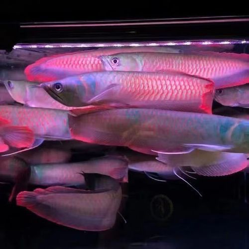 紅龍魚的圖片大全高清視頻