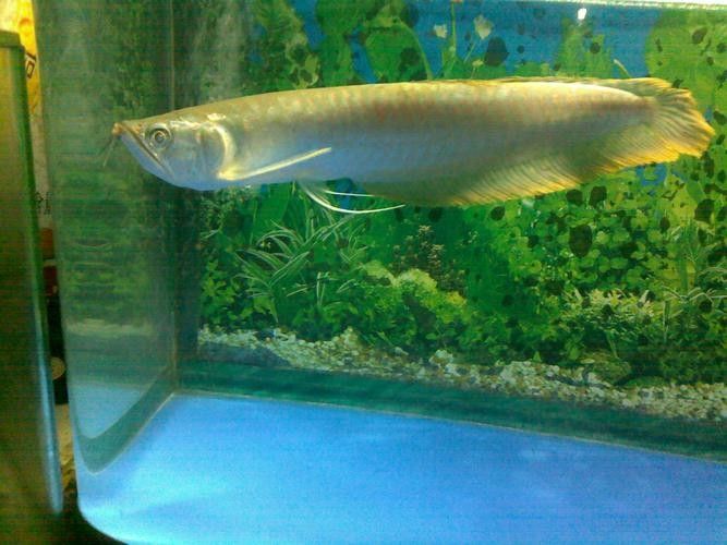 如何辨別古典龍魚的真偽視頻：如何辨別古典龍魚的真偽？
