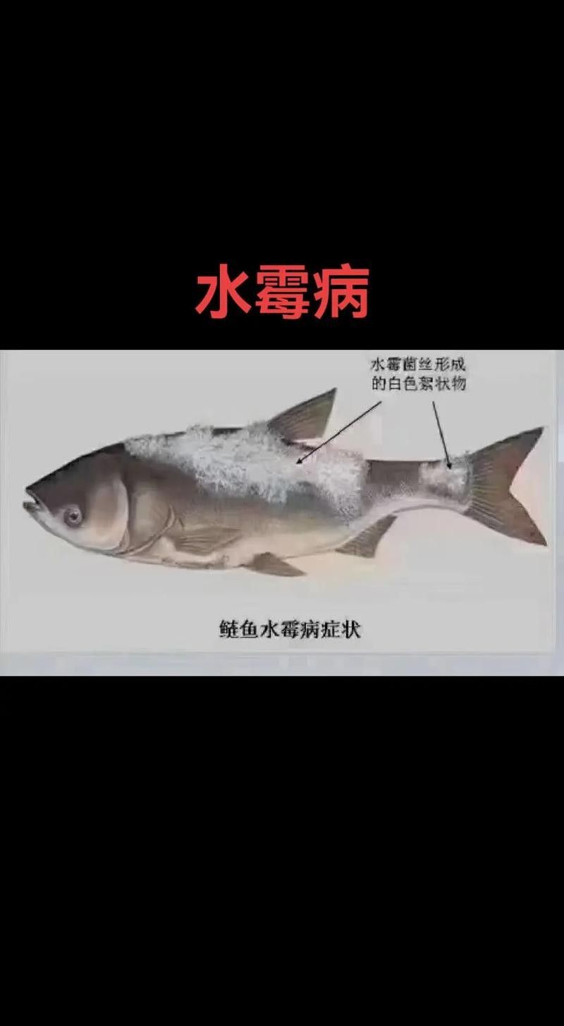 如何辨別古典龍魚的真偽視頻：如何辨別古典龍魚的真偽？