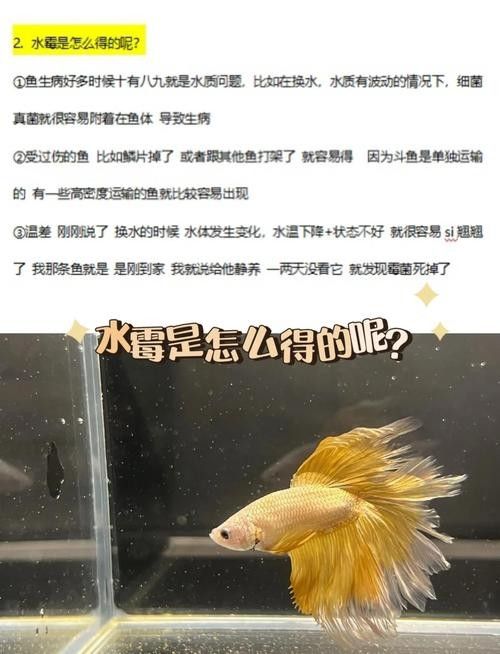 如何辨別古典龍魚的真偽視頻：如何辨別古典龍魚的真偽？