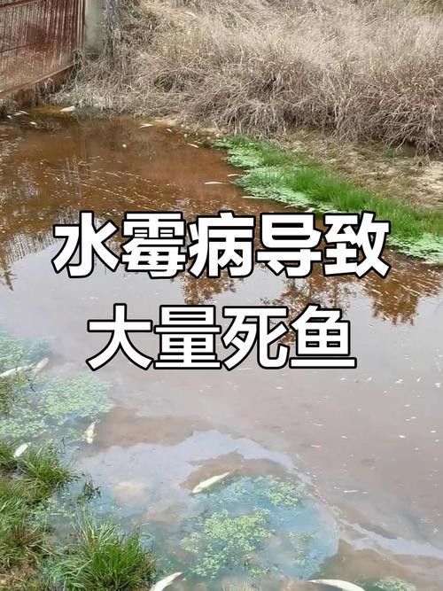 如何辨別古典龍魚的真偽視頻：如何辨別古典龍魚的真偽？