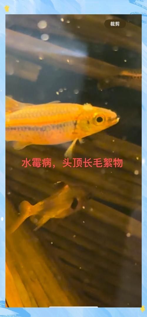 如何辨別古典龍魚的真偽視頻：如何辨別古典龍魚的真偽？