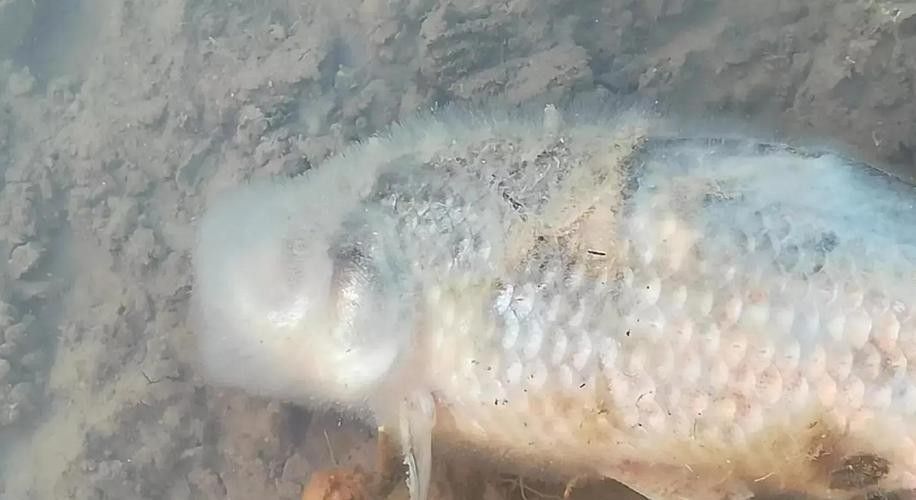 如何辨別古典龍魚的真偽視頻：如何辨別古典龍魚的真偽？