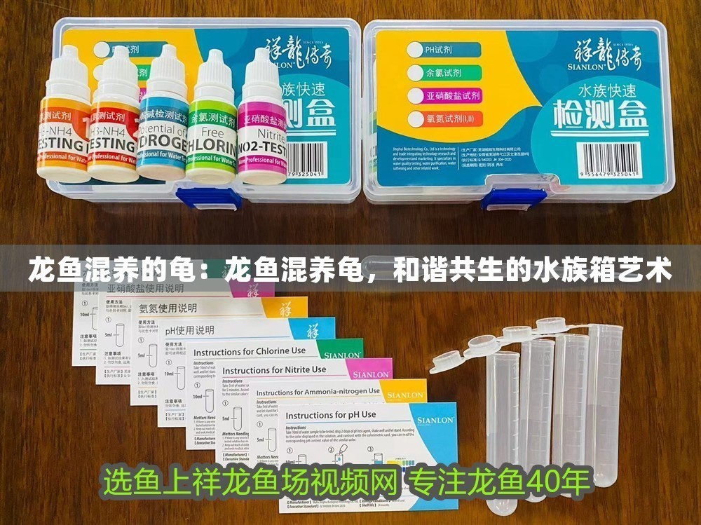 龍魚混養(yǎng)的龜：龍魚混養(yǎng)龜，和諧共生的水族箱藝術