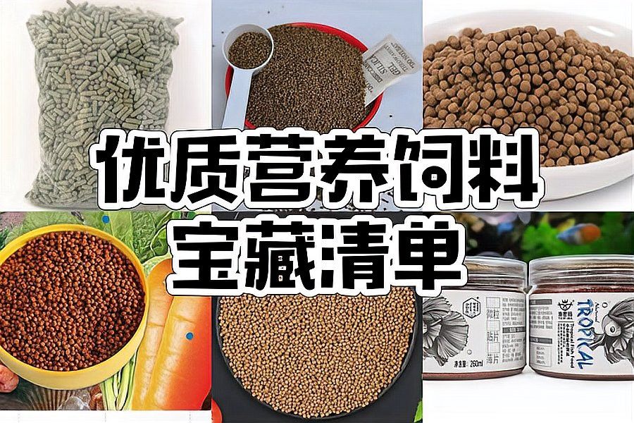 恐龍魚可以吃魚糧嗎怎么喂的