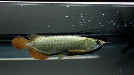 龍魚什么溫度合適養魚：龍魚什么溫度適合養魚