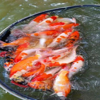 龍鳳鯉魚常見疾病治療方法：龍鳳鯉魚常見疾病的治療方法