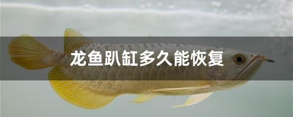 龍魚半個月沒吃【龍魚半個月不吃東西怎么辦？】