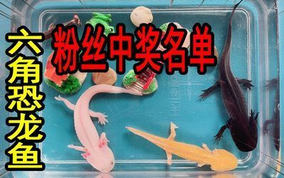 六角恐龍魚吃什么：六角恐龍魚被咬傷了怎么辦