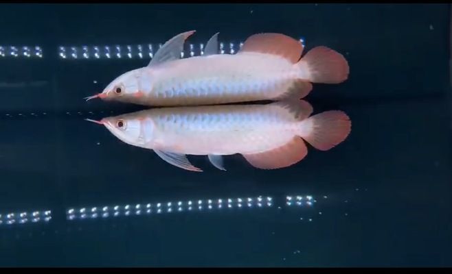 金龍魚藍(lán)龍多少錢一條：金龍魚藍(lán)龍多少錢一條金龍魚和藍(lán)龍魚的價(jià)格信息