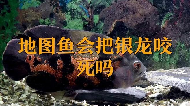 龍魚和地圖魚可以混養(yǎng)嗎
