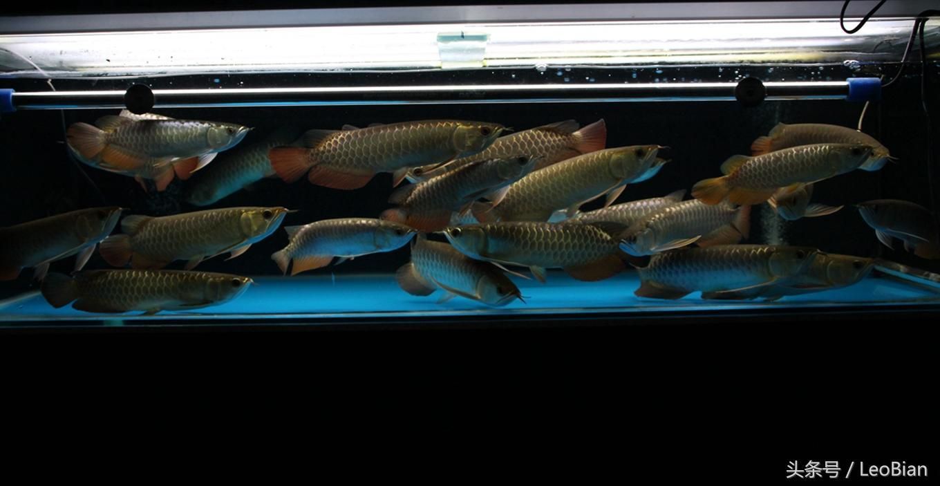 飼養超大金龍魚需要考慮的問題：超大金龍魚的飼養方法