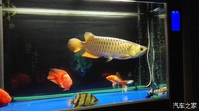 龍魚之家的魚怎么樣：龍魚之家產(chǎn)品質(zhì)量如何？