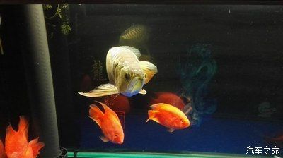 龍魚之家的魚怎么樣：龍魚之家產(chǎn)品質(zhì)量如何？