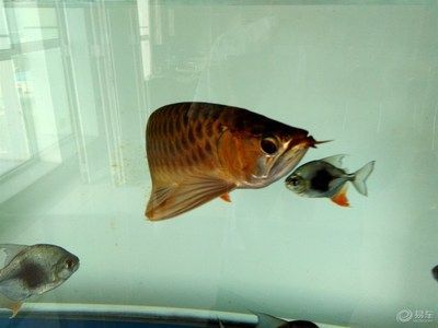 血紅色金龍魚多少錢一條：血紅色金龍魚價格查詢