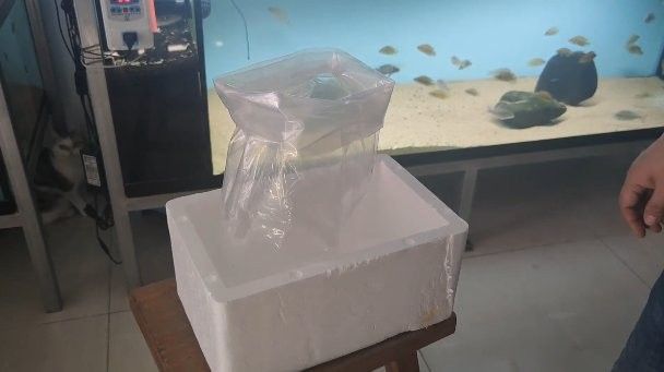 龍魚怎么打包發(fā)貨的呢