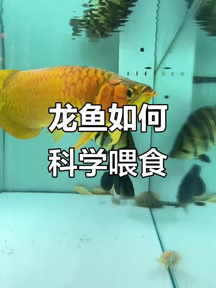 龍魚苗多久喂一次食物