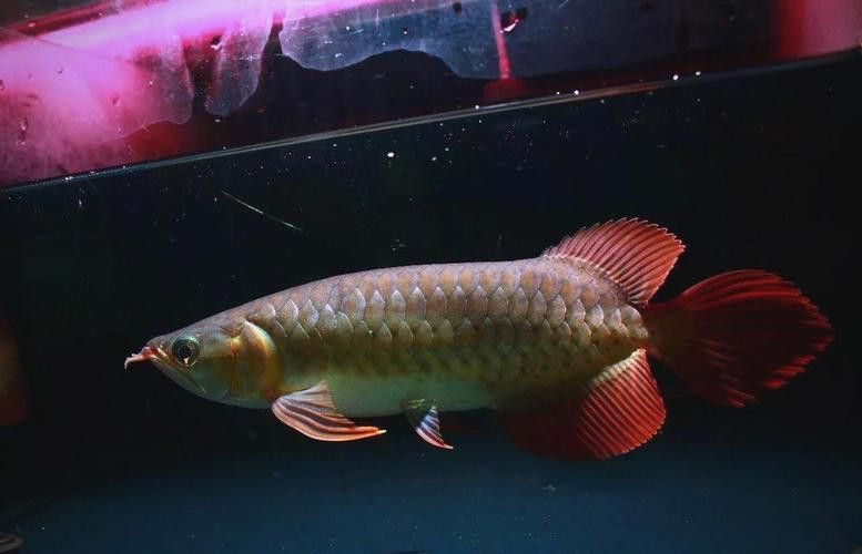 印尼紅龍魚圖片高清圖大全