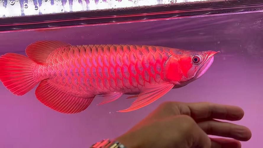 印尼紅龍魚圖片高清圖大全