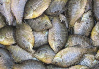養魚知識批發：養魚知識的批發和貨源基地
