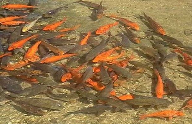 養魚知識批發：養魚知識的批發和貨源基地
