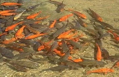 養魚知識批發：養魚知識的批發和貨源基地