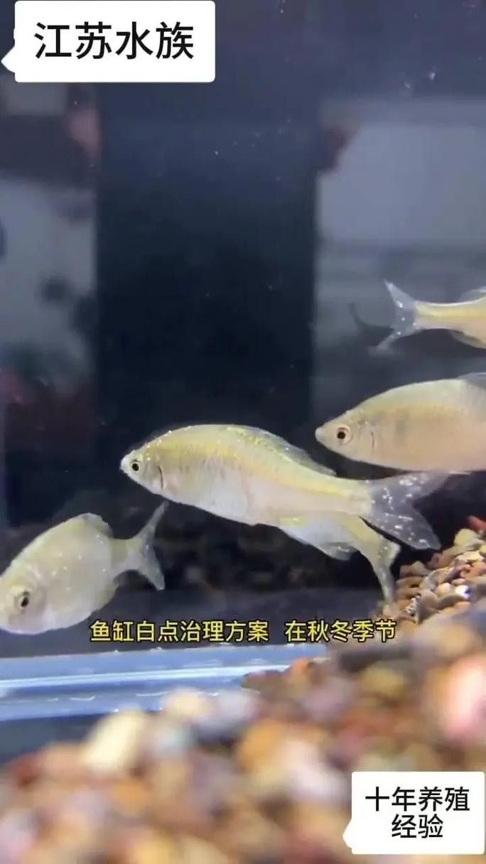 銀龍魚頭部有白點怎么回事圖片