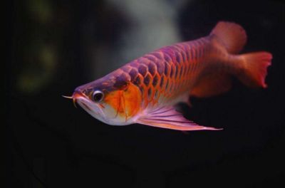 龍魚是風水魚嗎？：龍魚在家居布局中的適宜位置