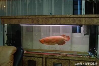 龍魚是風水魚嗎？：龍魚在家居布局中的適宜位置