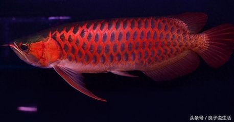 龍魚是風水魚嗎？：龍魚在家居布局中的適宜位置