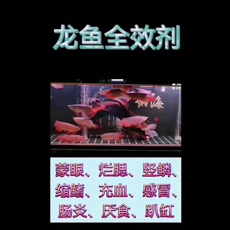 金龍魚虎魚常備藥