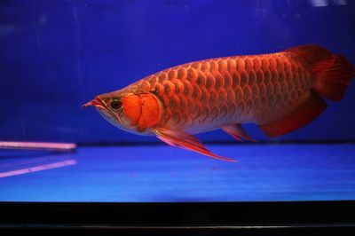 紅龍魚爬背：紅龍魚發色和爬背