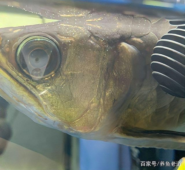 土霉素治療龍魚蒙眼需要多久見效？