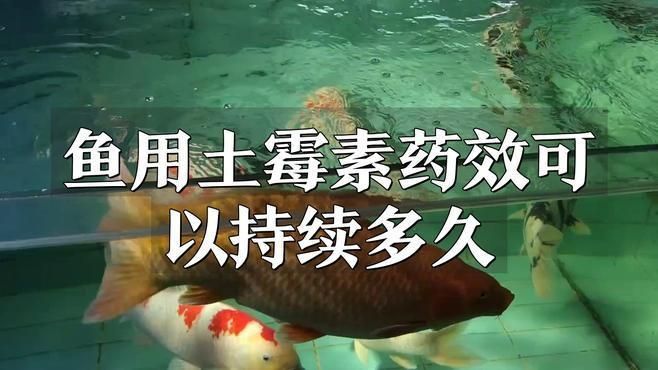 土霉素治療龍魚蒙眼需要多久見效？