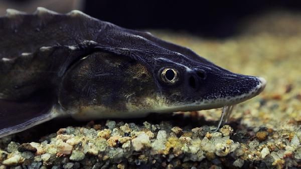 土霉素治療龍魚蒙眼需要多久見效？