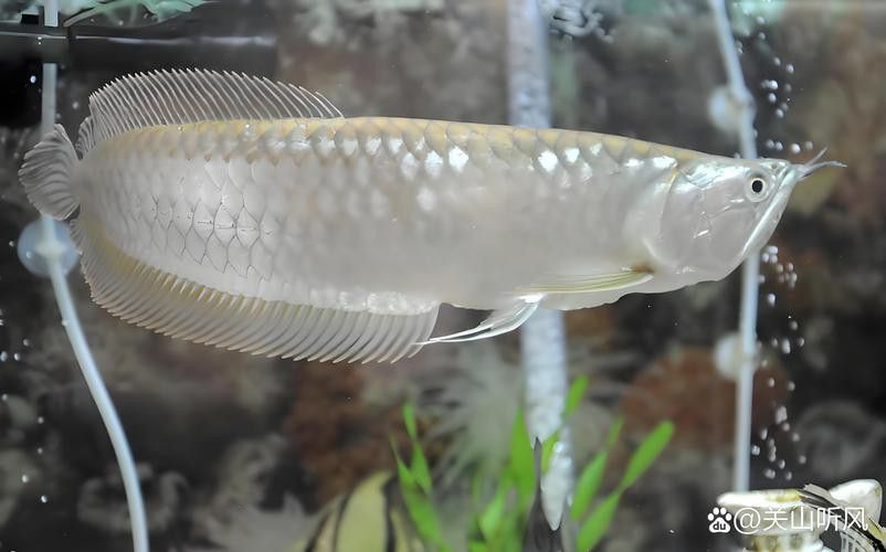 觀賞魚銀龍魚可以吃嗎圖片