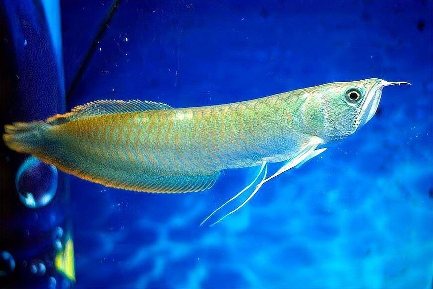 觀賞魚銀龍魚可以吃嗎圖片
