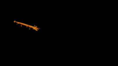 有沒有動(dòng)態(tài)高清招財(cái)金龍壁紙