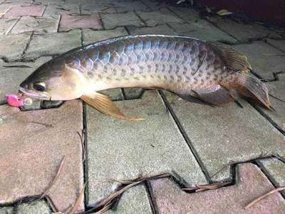 大龍魚到家不開口什么原因造成的（大龍魚不開口是什么原因龍魚不開口的原因及解決辦法）