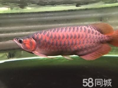 冠軍超賽級赤血紅龍?zhí)攸c(diǎn)，冠軍超賽級赤血紅龍與超血紅龍的區(qū)別如何養(yǎng)護(hù)赤血紅龍魚