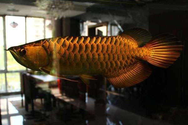 如何判斷龍魚細菌感染的嚴重程度？