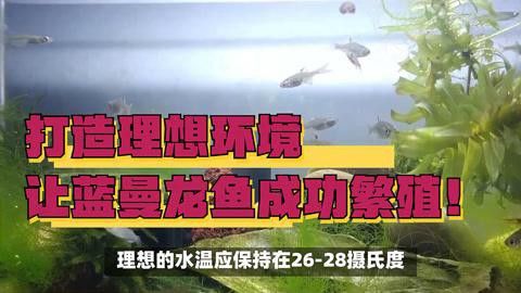 曼龍魚繁殖時需要哪些條件？